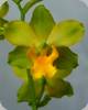 Cyrtopodium andersonii